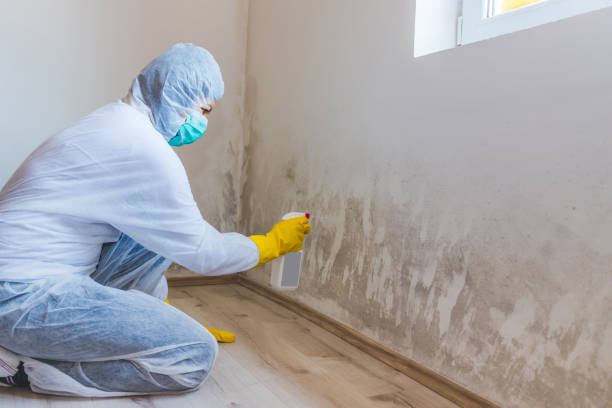 Licensed Basement Mold Remediation service in Garden City, MI - WQB Mold Removal
