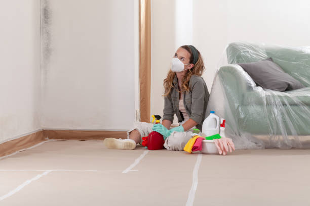 Reliable Basement Mold Remediation contractor in Garden City, MI by WQB Mold Removal